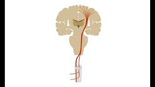 Diagnosing amyotrophic lateral sclerosis ALS [upl. by Cadmann572]