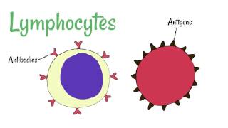 Cell Defence Lymphocytes and Phagocytes [upl. by Aloisius]