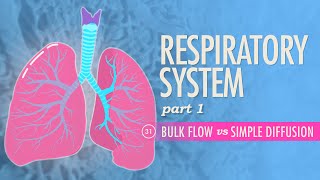 Respiratory System Part 1 Crash Course Anatomy amp Physiology 31 [upl. by Peyton]