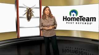 Quality Pest Control with The HomeTeam 6Point Advantage Service [upl. by Irabaj260]