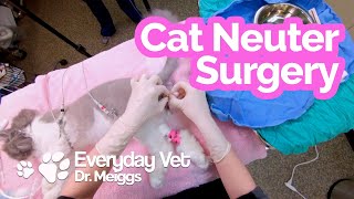 Cat Neuter Surgery  A walkthrough of the surgical procedure [upl. by Ttayw]