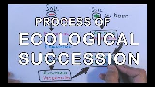 Process of Ecological Succession  Primary amp Secondary Succession Concept [upl. by Wycoff]