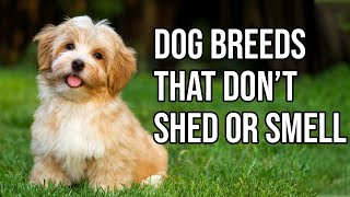 Top 10 Dog Breeds That Dont shed or smell  Small Dog Breeds That Dont Shed [upl. by Trixy]