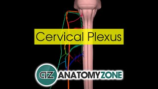 Cervical Plexus  Anatomy Tutorial [upl. by Athey]