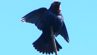 Male brownheaded cowbirds calling amp spreading wings [upl. by Rapsag352]