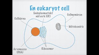 Cellteorin Biologi 2 [upl. by Baylor]