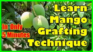 How To Graft Mango Tree Grafting Mango Trees Technique [upl. by Rape]