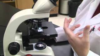 Introduction to the Light Microscope [upl. by Enrol]