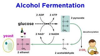 Anaerobic Respiration and Fermentation [upl. by Lemuel228]