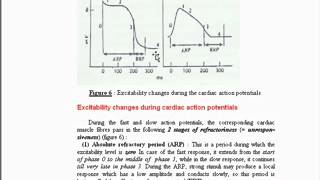 5 properties of heart muscle 1 excitability [upl. by Arriek541]