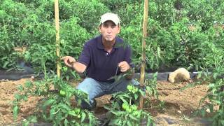 How to Grow Tomatoes Staking [upl. by Hyde]