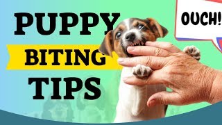 Puppy Biting Tips For New Puppy Owners [upl. by Demeter642]