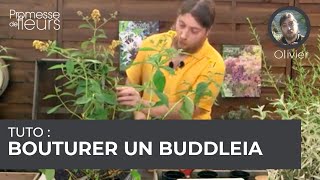 Tuto  bouturer un buddleia [upl. by Suoicul303]