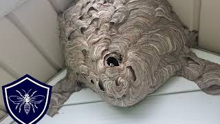 Hornet Nest Removal Downingtown PA [upl. by Eirrol]