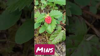 How to Say Little Berry in Abenaki Language💚🍓minsak 🫐minsal berry wabanaki berryfam abenaki [upl. by Leryt602]