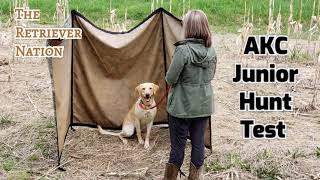 WHAT IS an AKC JUNIOR HUNT TEST  Learn what to expect and prepare for The Retriever Nation [upl. by Ahseikan247]