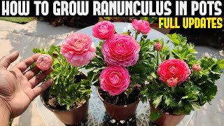 How To Grow Ranunculus FULL INFORMATION [upl. by Knitter801]