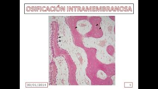 Embriología  Osificación Intermembranosa [upl. by Johnstone235]