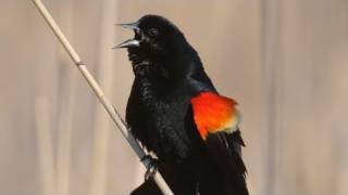 How Nature Works Redwinged Blackbird Display [upl. by Notle]