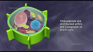 About chloroplast  structure and function  3D animated [upl. by Sherye]