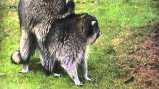 raccoon mating [upl. by Adnah]