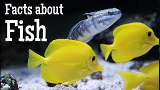 Facts about Fish for Kids [upl. by Osicran]