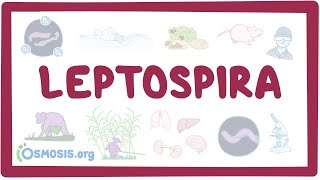 Leptospira  an Osmosis Preview [upl. by Karol999]