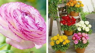 How to Plant Ranunculus Summer Garden Guide [upl. by Analad146]