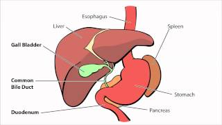 BILIARY ATRESIA Causes Signs and Symptoms Diagnosis and Treatment [upl. by Etnauj]