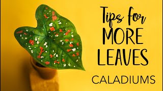 Caladiums Tips for more leaves [upl. by Radferd]