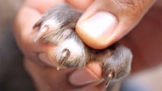 How To Trim Puppy Nails The Easy Way [upl. by Netsrijk]