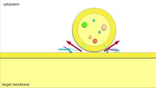 Vesicle Fusion Membrane Docking and Cargo Release [upl. by Flor]