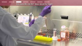 Plasmid DNA Transfection Protocol [upl. by Havot]