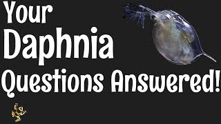 Daphnia Questions Answered [upl. by Lyndes]