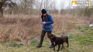 Hundetraining  Leinenführigkeit  quotSchadequot – Übung [upl. by Ainessej]