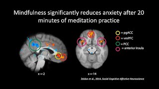 The Neuroscience of Meditation Mindfulness and Compassion [upl. by Frank]