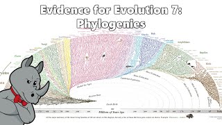 Evidence for Evolution  Phylogenetics [upl. by Dorotea]