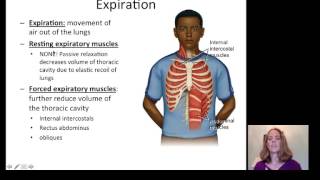 Lecture 20 Respiratory System [upl. by Ilarin]