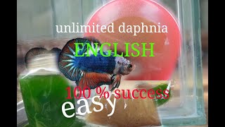 daphnia moina culture Easy way Unlimited production English  with sub Green water Chlorella [upl. by Ovid99]