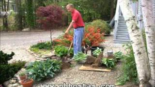 How To Divide amp Propagate Your Hostas [upl. by Dag]