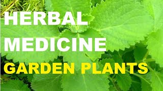 HERBAL MEDICINE  GARDEN PLANTS  GARDENING PHILIPPINES [upl. by Lohner463]