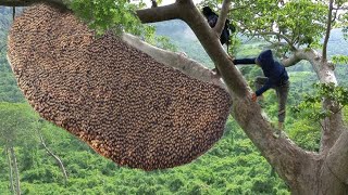 tree climbing skills without fear of heights harvesting honey from dangerous tall trees [upl. by Ahsiekin]