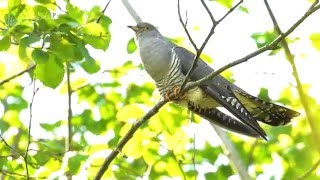 Common cuckoo Cuculus canorus [upl. by Hairahcez]