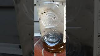 Most satisfying DIY Fly trap [upl. by Anilosi]