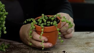 How to Propagate Senecio String of Pearls [upl. by Akimet]