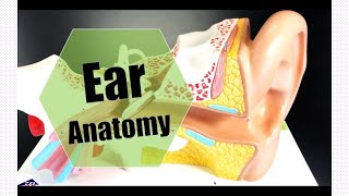 Ear Anatomy [upl. by Mandeville]