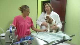 How To Measure a Dogs Blood Pressure [upl. by Mia207]