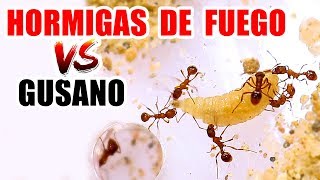 HORMIGAS DE FUEGO VS GUSANO DE MOSCA [upl. by Htebasyle]