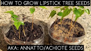 How to Grow Lipstick Tree Seeds aka Annato Tree or Achiote [upl. by Dressel]