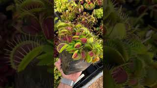 Dionaea muscipula Low Giant [upl. by Sivie5]